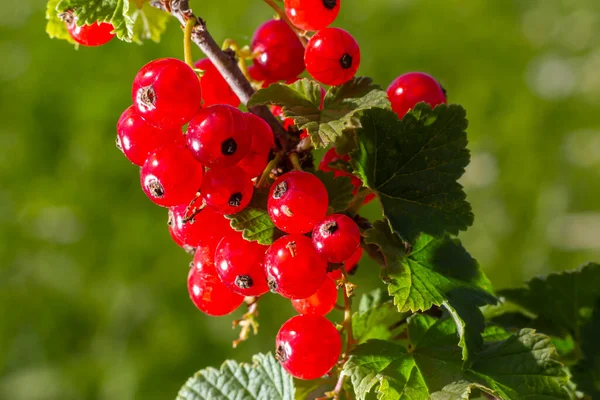 Branche Groseille Rouge Mûre Dans Jardin Sur Fond Vert — Photo