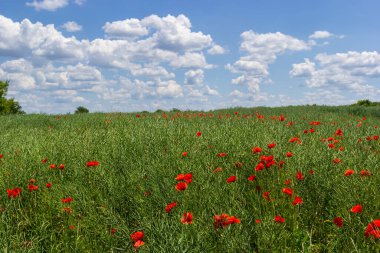 Papaver rhoeas 'ın yaygın isimleri arasında mısır haşhaşı, mısır gülü, tarla, Flanders, kırmızı veya yaygın gelincik.