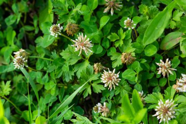 Beyaz yonca, nam-ı diğer Trifolium yaz çayırında çimenlerde tövbe eder. Yeşil, bulanık arka planda yonca çiçeğini kapat. Nektar kaynağı çiçekli bitki.