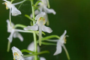 Küçük Kelebek Orkidesi - Platanthera bifolia, Avrupa çayırlarından ve bataklıklarından güzel beyaz çiçekli bitki.
