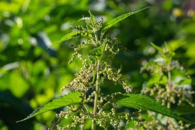 Urtica dioica, genellikle ısırgan otu, ısırgan otu ya da ısırgan otu yaprağı olarak bilinir. Isırgan çiçekleri.