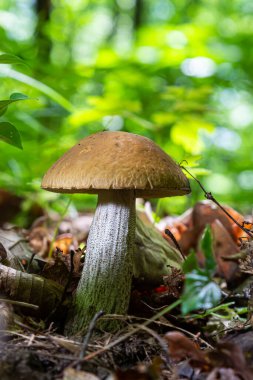 Lezzetli mantar boletus, ormanda Leccinum scabrum. Yaz günü, doğal ortamda.