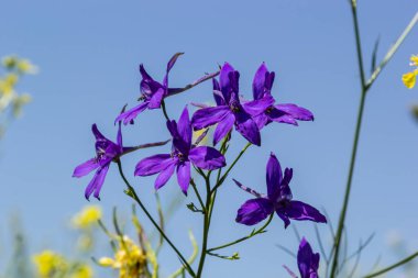 Vahşi Delphinium ya da Consolida Regalis, çatallanma ya da roket larkspur olarak bilinir. Tarla faresi, Ranunculaceae familyasının çiçek açan otçul bitkisidir. Parlak menekşe çiçekli floresan.