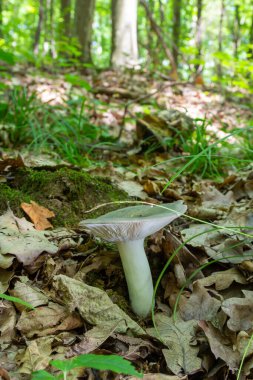 Russula, bir yaz günü, doğal bir ortamda, ormanda yerde..