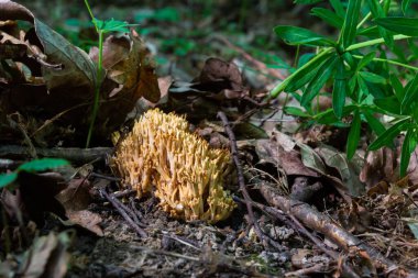 Ramaria stricta mantarları ormanda yetişiyor. Ramaria Stricta.