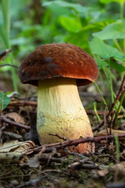 Örneğin Bay Bolete, Imleria Badia, Syn. : Boletus badius, Xerocomus badius.