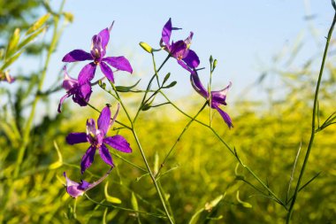 Vahşi Delphinium ya da Consolida Regalis, çatallanma ya da roket larkspur olarak bilinir. Tarla faresi, Ranunculaceae familyasının çiçek açan otçul bitkisidir. Parlak menekşe çiçekli floresan.
