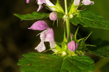 Benekli, ölü lamium maculatum pembe çiçekleri. Lamium maculatum çiçekleri yakın çekim yerel odak.