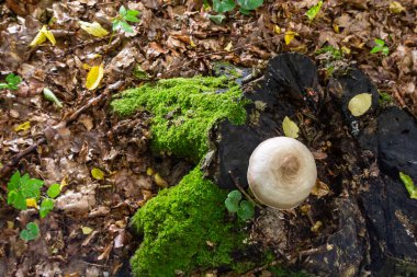 Volvariella gloiocephala büyük kılıf mantar, gül gilli anız veya grisette rosegill bilinen alsno olduğunu.