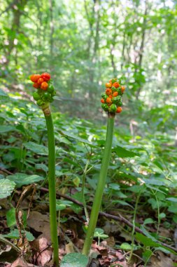 Kırmızı böğürtlenli arum maculatum. Ayrıca Cuckoo Pint veya Lords and Ladies olarak da bilinir. Zehirli orman bitkisi koyu yeşil arka planda, kopya alanı, yakın çekim alanı, seçilmiş odak noktası, dar alan derinliği..