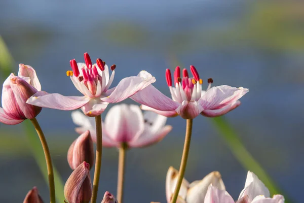 Butomus Umbellatus Flowering Rush Planta Selvagem Tiro Verão — Fotografia de Stock