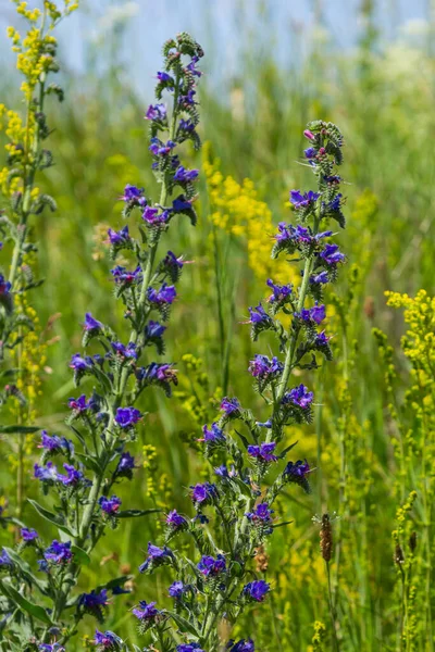 Blue Melliferous Flowers Blueweed Echium Vulgare Viper Bugloss Medicinal Plant — Stock Photo, Image