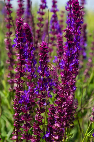 Close up Salvia nemorosa herbal plant with violet flowers in a meadow.