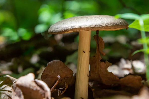 Small Mushroom Psathyrella Spadiceogrisea Dry Autumn Forest — Stock Photo, Image