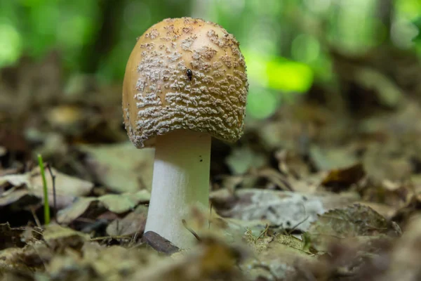 Twee Jonge Paddenstoelen Groeien Het Bos Eetbare Blusher Schimmels Amanita — Stockfoto