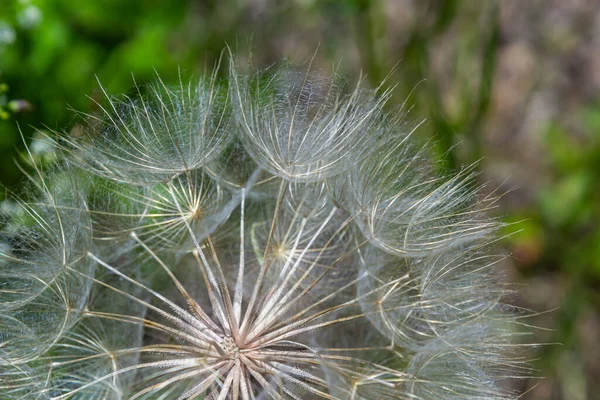 Ziegenbart Tragopogon Pratensis Blütensamenkopf Nahaufnahme Mit Federnden Samen Und Einem — Stockfoto