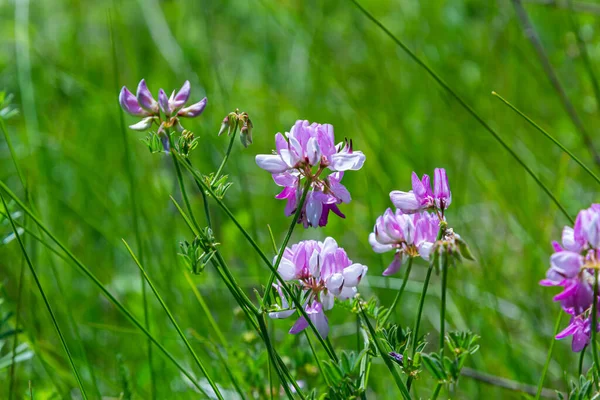 Κλείσε Μάκρο Crownvetch Securigera Varia Coronilla Varia Μωβ Κορώνα Vetch — Φωτογραφία Αρχείου