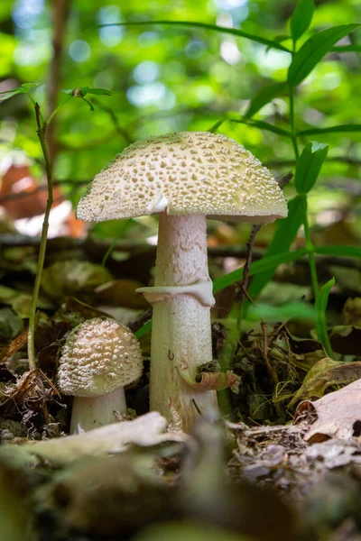 Edible Mushroom Amanita Rubescens Spruce Forest Known Blusher Wild Mushroom — Stockfoto