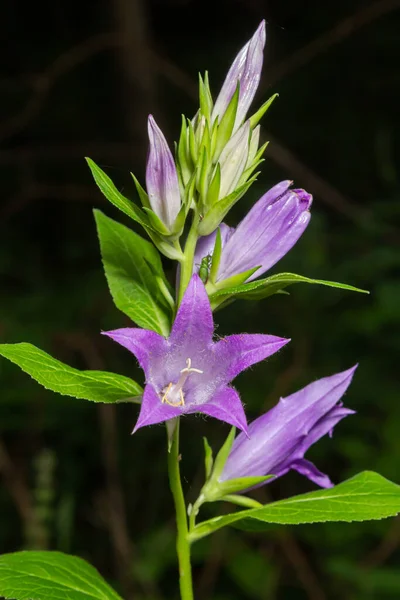 Close-up of flowering nettle-leaved bellflower on dark blurry natural background. Campanula trachelium. Beautiful detail of hairy violet bell shaped flowers on stem with green leaves. Selective focus.