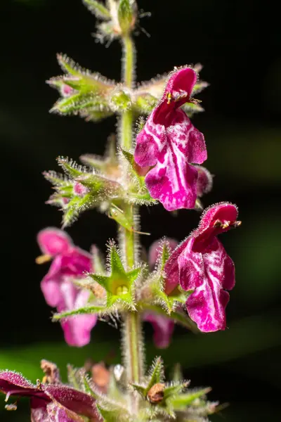 Blooming Wild Flower Called Hedge Woundwort Whitespot Stachys Sylvatica —  Fotos de Stock