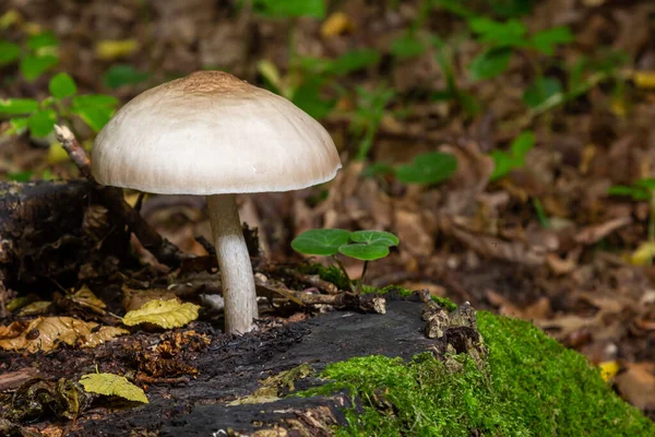 Volvariella Gloiocephala Також Відомий Великий Гриб Оболонки Рожевий Папороть Або — стокове фото