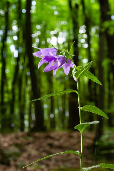Close-up of flowering nettle-leaved bellflower on dark blurry natural background. Campanula trachelium. Beautiful detail of hairy violet bell shaped flowers on stem with green leaves. Selective focus.
