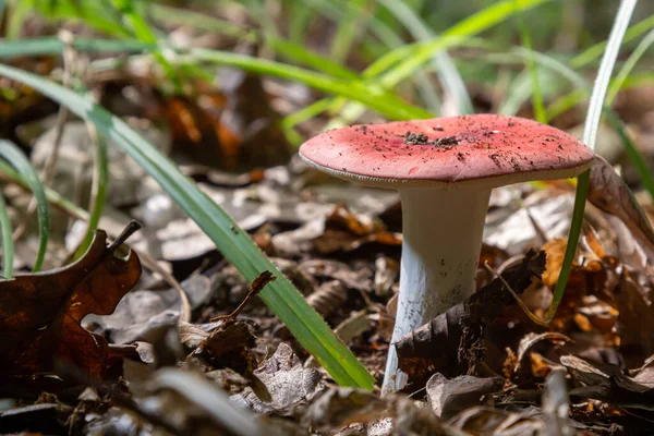 Russula Emetica Commonly Known Sickener Emetic Russula Vomiting Russula Basidiomycete — ストック写真