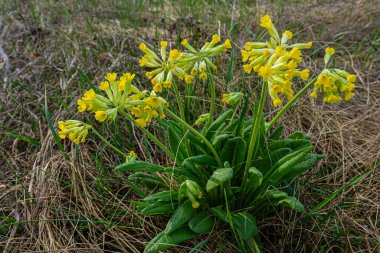 Primula veris, inek donu, inek donu, çuha çiçeği, syn. Primula officinalis Hill, Primulaceae familyasından bir bitki bitkisidir..