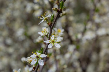 Blackthorn prunus spinosa sloe bitki beyaz çiçek çiçek çiçek ayrıntıları ilkbahar vahşi meyve.