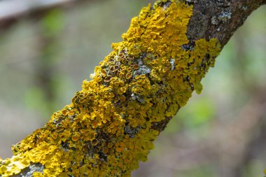 Bol miktarda küçük altın rengi deniz patlamış liken, ksentoria parietina, yeşil yosun ve küçük kayalar. Finlandiya, Espoo 'daki yürüyen bir köprüden yakın çekim makro görüntüsü. İlkbahar.