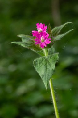 Kızıl Campion, Silene Dioica, İngiltere 'nin kuzeydoğusundaki Wansbeck, Northumberland nehrinin kıyısında vahşi bir şekilde büyüyor. Tamamen açılmış bir çiçek, açılmamış tomurcukların ve bulanık arkaplanın yanında gösterilir.