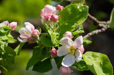 Elma ağacında beyaz çiçek ve pembe tomurcuk. Baharda çiçek açan elma ağacı. Yakın plan.