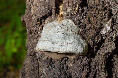 Fomes fomentarius, yaygın olarak Tinder Mantarı olarak bilinir..