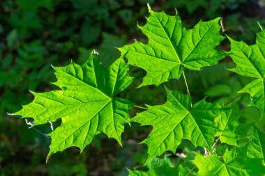 Acer platanoides, Norveç akçaağaç, koyu arkaplanda güneş ışığında yeni yapraklar. Seçici odaklı ve alanın sığ derinliğine sahip resim.