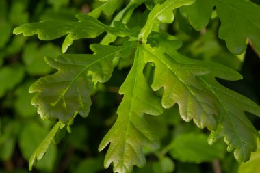 European oak, Quercus robur, spring new leaves under sunlight on a branch. clipart