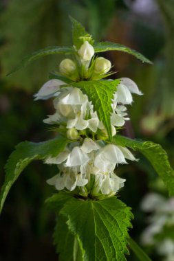 Lamium albümü, lamiaceae familyasından bir bitki türü olup, lamiaceae familyasından bir bitki türü..