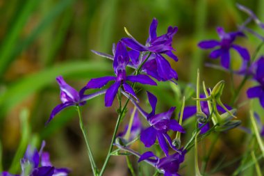 Vahşi Delphinium ya da Consolida Regalis, çatallanma ya da roket larkspur olarak bilinir. Tarla faresi, Ranunculaceae familyasının çiçek açan otçul bitkisidir. Parlak menekşe çiçekli floresan.
