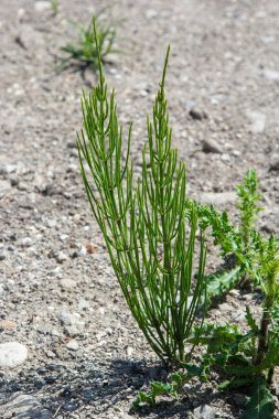 Equisetum arvense, Equisetaceae familyasından uzun ömürlü bir bitki türü. At kuyruğu bitkisi Equisetum Arvense.