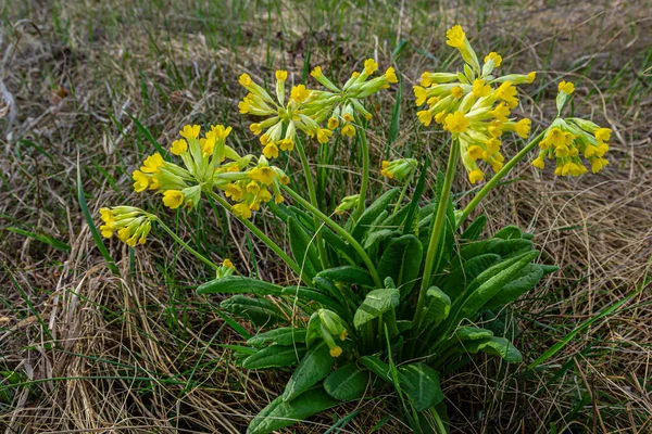 Primula Veris Cowslip Gewone Cowslip Cowslip Primrose Syn Primula Officinalis — Stockfoto