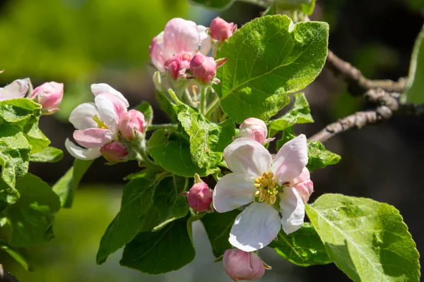 Elma ağacında beyaz çiçek ve pembe tomurcuk. Baharda çiçek açan elma ağacı. Yakın plan.