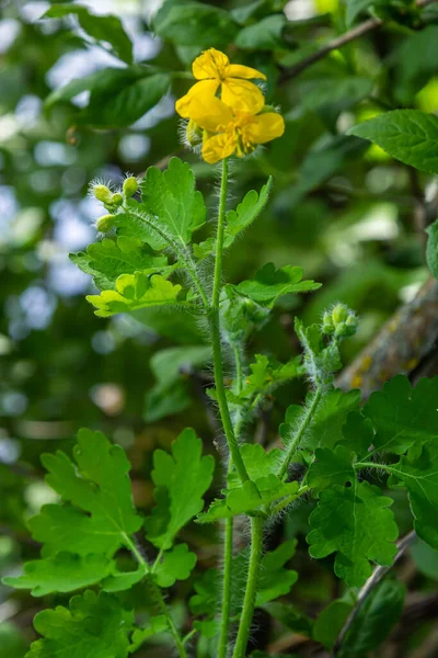 Nagyobb Celandine Sárga Vadvirágok Közelről Chelidonium Majus Papaveraceae Család Mérgező — Stock Fotó