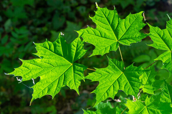 Close up of Acer platanoides, Norway maple, with sunlit new leaves on dark background. Image with selective focus and shallow depth of field.