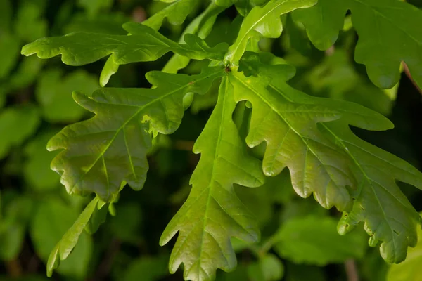 Carvalho Europeu Quercus Robur Primavera Novas Folhas Abaixo Luz Solar — Fotografia de Stock