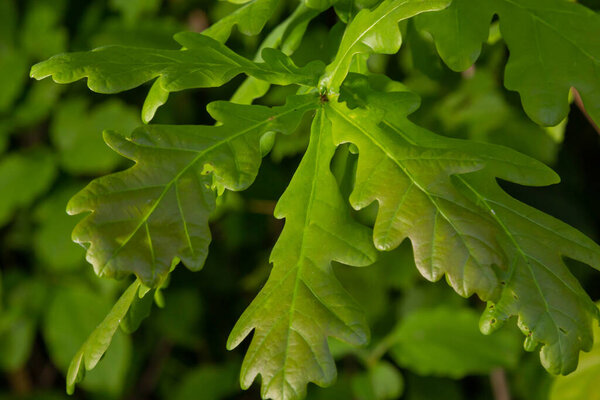 European oak, Quercus robur, spring new leaves under sunlight on a branch.