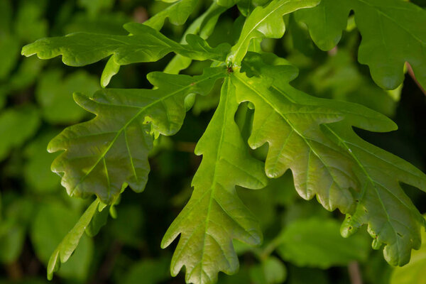 Европейский дуб, Quercus robur, весна новые листья под солнечным светом на ветке.