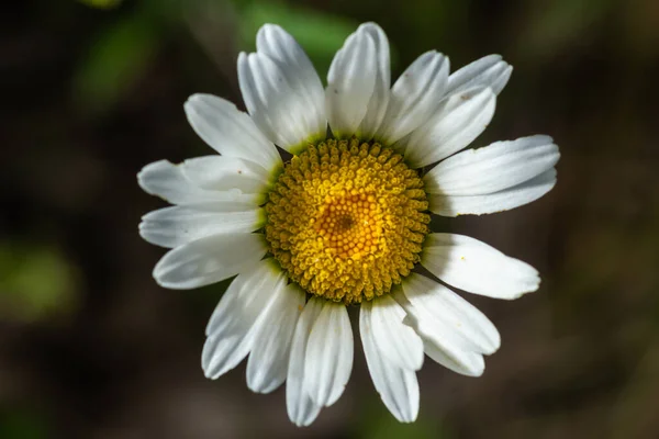 Camomille Fleurs Marguerite Oxeye Leucanthemum Vulgare Commune Marguerite Chien Lune — Photo