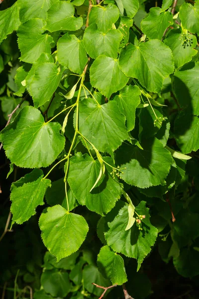 Yaz günü açmadan önce ıhlamur ağacının manzarasını kapat..