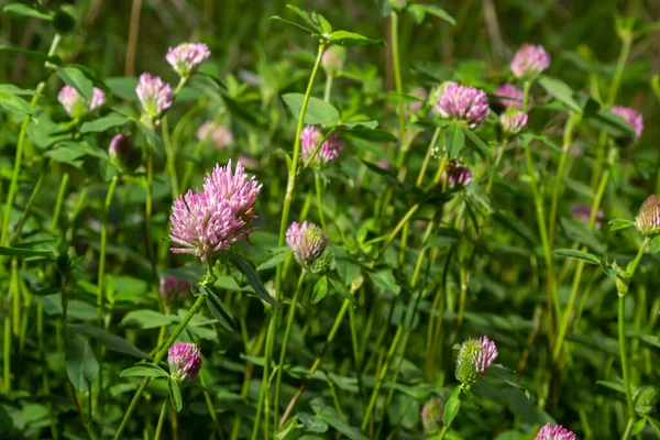 Dark pink flower. Red clover or Trifolium pratense inflorescence, close up. Purple meadow trefoil blossom with alternate, three leaflet leaves. Wild clover, flowering plant in the bean family Fabaceae.