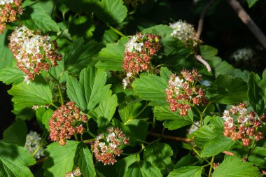 Çiçekli dokuz ağaç kabuğu çalılığı. Phyìpus Capitatus, genellikle Pasifik dokuz havlaması ya da uzun dokuz ağaç kabuğu olarak bilinir..