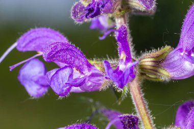 Salvia pratensis, Lamiaceae familyasından Avrupa, Batı Asya ve Kuzey Afrika 'ya özgü bir bitki türüdür..